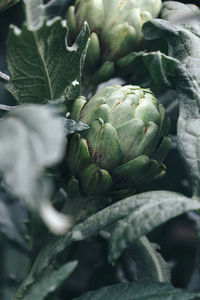 Close-up of artichoke