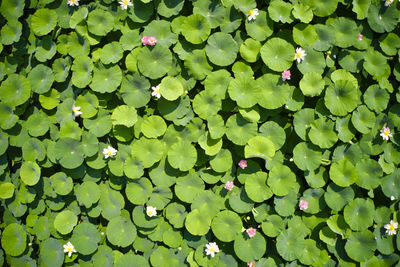 Full frame shot of lotus water lily in lake