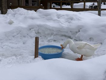 Birds on snow covered landscape