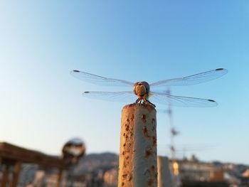 Close-up of dragonfly on wooden post against sky