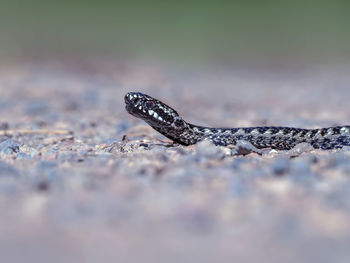 Close-up of lizard