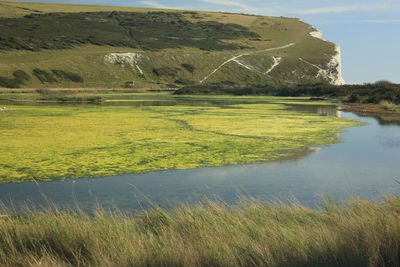 Scenic view of grassy field by lake