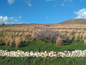 Scenic view of field against sky