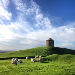 Sheep grazing on grassy field against cloudy sky during sunny day