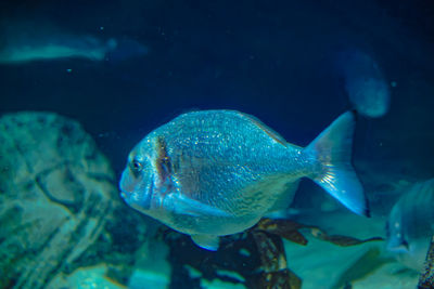 Fish swimming in sea