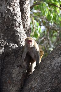 Monkey sitting on tree trunk