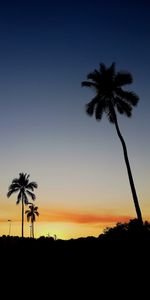 Silhouette palm trees against sky during sunset