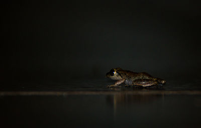 Close-up of a turtle in water