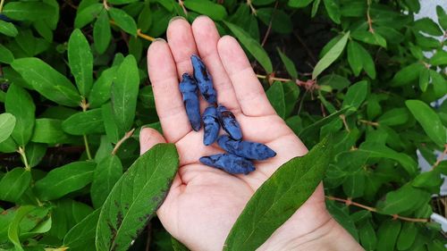 Close-up of hand holding plant