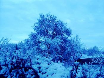 Bare trees against sky during winter