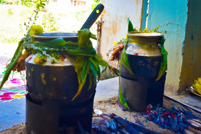 Close-up of potted plant against wall