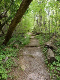 Footpath amidst trees in forest