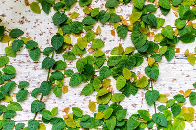 Close-up of ivy on table