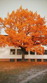 Trees in front of building