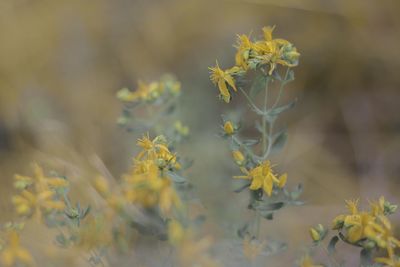 Close-up of yellow flowering plant on field