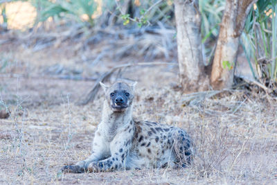 Portrait of hyena sitting on field