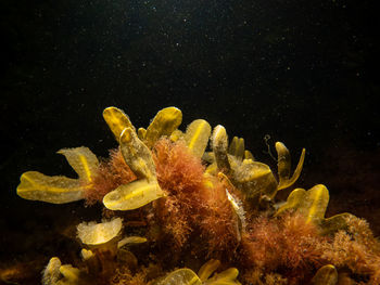 High angle view of jellyfish swimming in sea