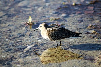 Close-up of seagull perching on a shore