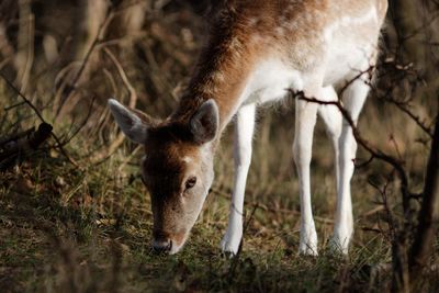 Deer standing on field