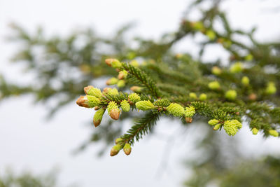 Close-up of pine tree branch