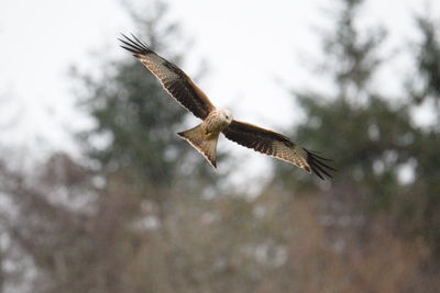 Red kite flying