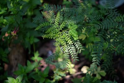 Close-up of fern leaves on tree