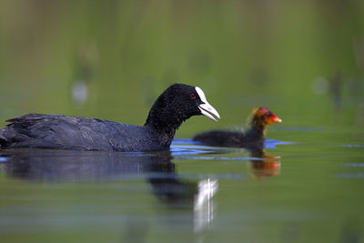 The eurasian coot with the offspring from crna mlaka