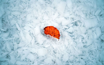 High angle view of orange leaf on snow