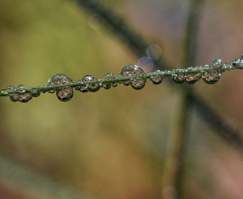 Close-up of water drops on metal fence during rainy season