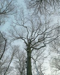 Low angle view of tree against sky