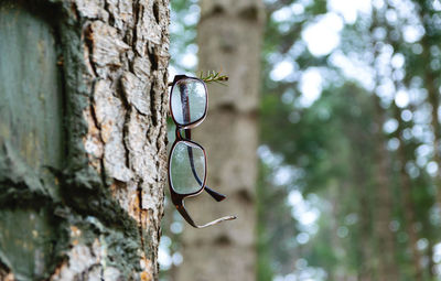 Eyeglasses hanging on the pine tree.