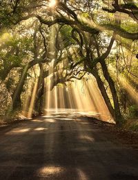 Sunlight streaming through trees in forest