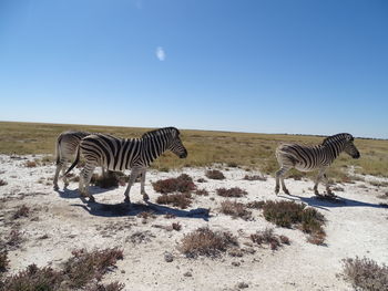 Zebra zebras on grass against clear sky