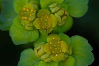 Close-up of wet flower on plant