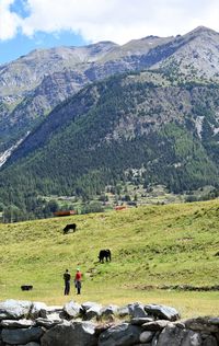 Breeders and cows in italian alps, cogne, aosta valley 