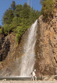 Portrait of dog against waterfall in forest