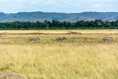 Horses in a field