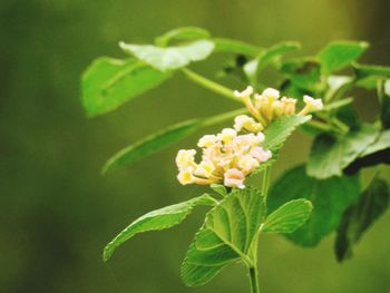 Close-up of flowering plant