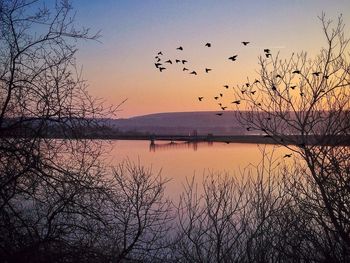 Bird flying over calm lake