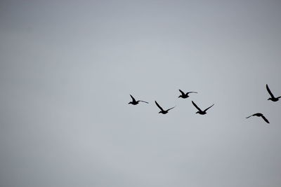 Low angle view of birds flying against clear sky