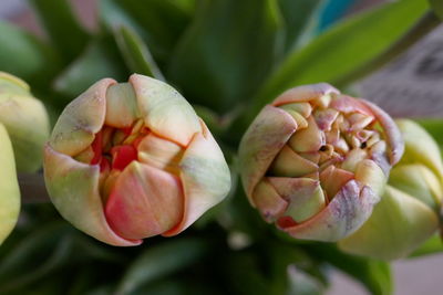 Close-up of flowering plant