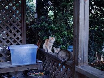 Portrait of cats sitting in the garden 
