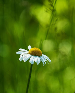 Oxeye daisy