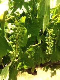 Close-up of grapes growing in vineyard