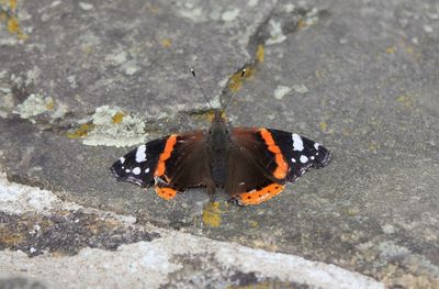 High angle view of butterfly on ground