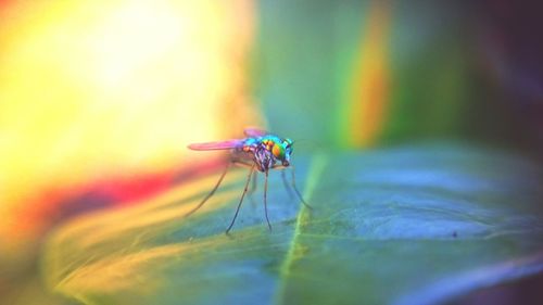 Close-up of insect