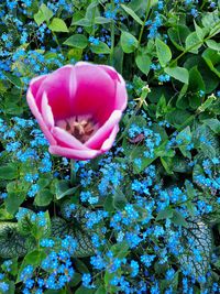 High angle view of pink flowering plant