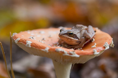 Close-up of frog on land