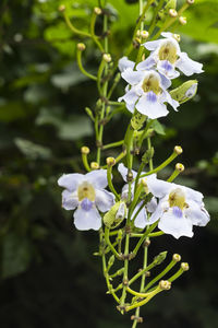 Close-up of white flowering plant