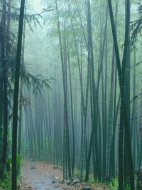 Trees in forest